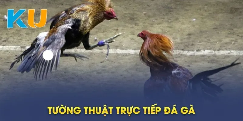 Thông tin về đá gà trực tiếp Kubet