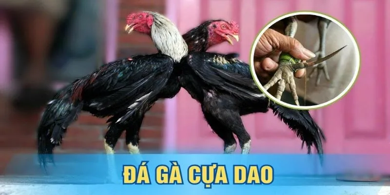 Luật chơi đá gà cựa dao đơn giản và dễ dàng