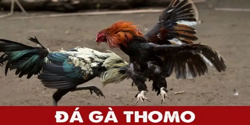 Sức hút của trực tiếp đá gà Thomo